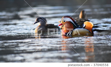 A colourful male mandarin duck. (Aix galericulata 37040558