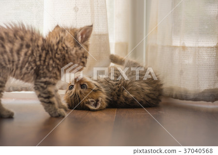 Cute kitten in home Cute kitten in home 37040568