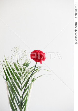 母親節母親節，康乃馨和滿天星 37040938