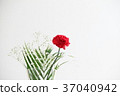 康乃馨 花朵 花 37040942