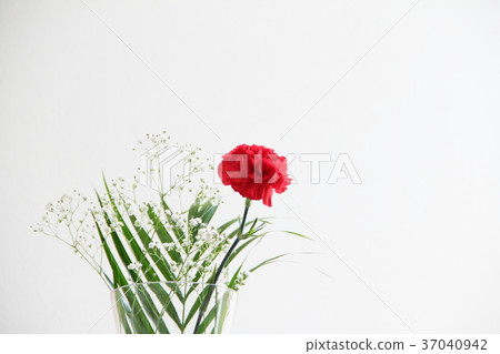 康乃馨 花朵 花 37040942