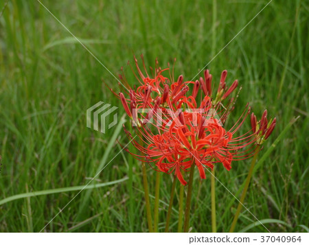 Cluster amaryllis Cluster amaryllis 37040964