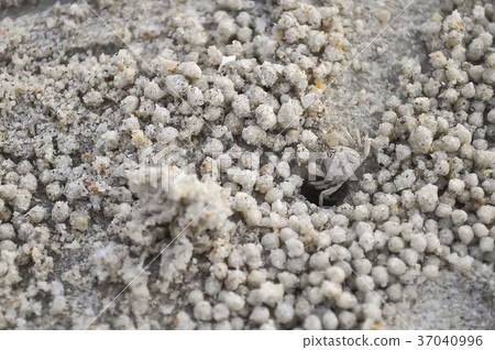 crab or ghost crab crab or ghost crab 37040996