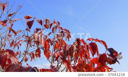 16: 9 Autumn leaves of the American dogwood and flower buds 37041216