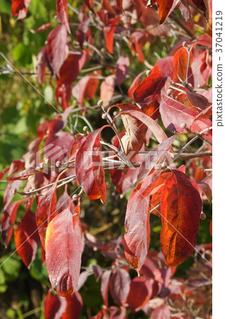 Autumn leaves of the American dogwood and flower buds 37041219