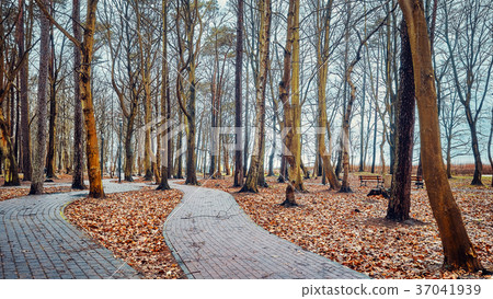 Park path with leafless trees. 37041939