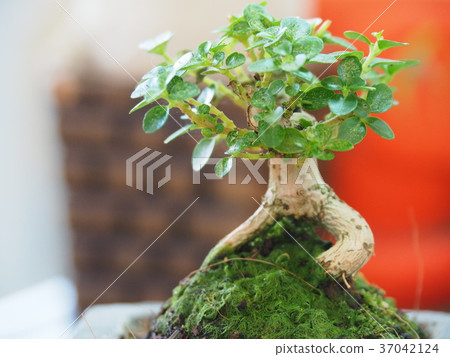 bonsai on desk bonsai on desk 37042124