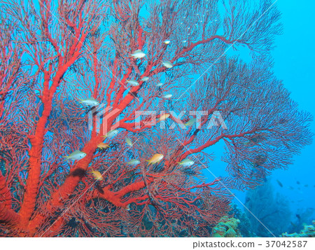 少年魚在琉球Isobana偷偷摸摸 少年魚在琉球Isobana偷偷摸摸 37042587