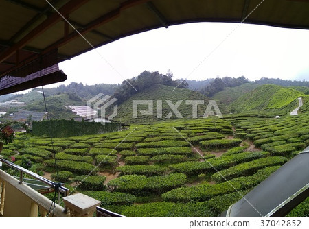 Tea Plantation in malaysia Tea Plantation in malaysia 37042852