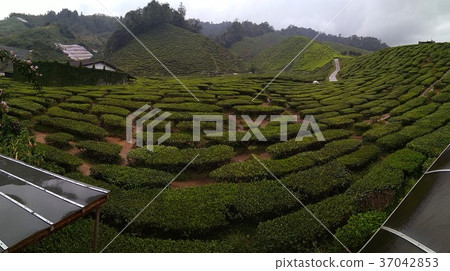 Tea Plantation in malaysia Tea Plantation in malaysia 37042853