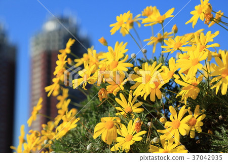 開花在城市的黃色花 開花在城市的黃色花 37042935