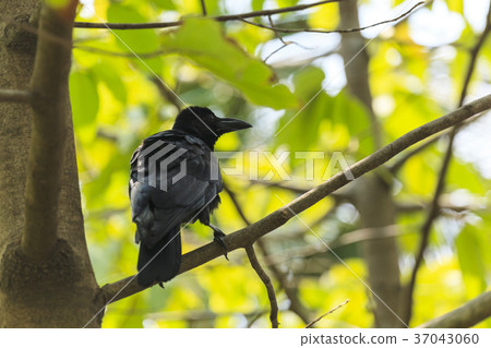 Black Crow Black Crow 37043060