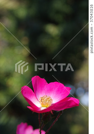 單花玫瑰 37043816