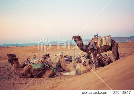 Camels on the sand dunes in the Sahara Desert 37043847
