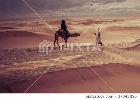 Camels on the sand dunes in the Sahara Desert 37043850