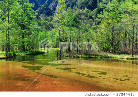 Kamikochi _ fresh green Tashiro pond 37044415