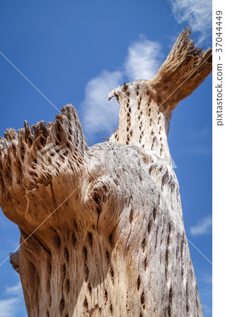Dry giant cactus in the desert, Argentina Dry giant cactus in the desert, Argentina 37044449