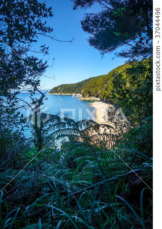 Track view in Abel Tasman Park, New Zealand Track view in Abel Tasman Park, New Zealand 37044496