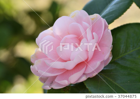 Camellia 37044875