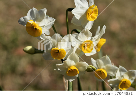 日本水仙花 日本水仙花 37044881