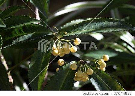 Shirominoman Ryou Fruit Shirominoman Ryou Fruit 37044932