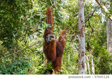 orangutan hangs on a branch. orangutan hangs on a branch. 37045126