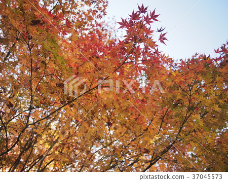 Autumn leaves 37045573