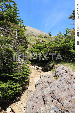 Nikko Shiraneyama Forest Limit (around 2400 m) Nikko Shiraneyama Forest Limit (around 2400 m) 37045606