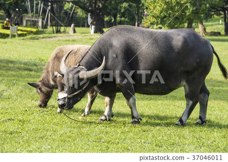 water buffalo 37046011