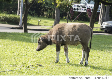 水牛 水牛 37046012