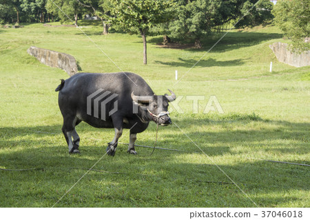 water buffalo 37046018