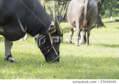 water buffalo 37046040