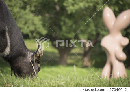 water buffalo 37046042