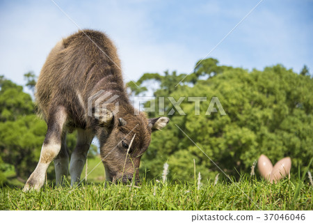 水牛 水牛 37046046