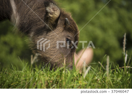 水牛 水牛 37046047