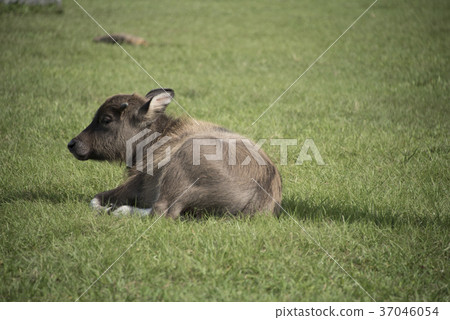 water buffalo 37046054