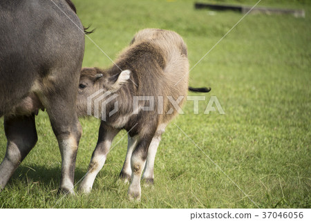 water buffalo water buffalo 37046056