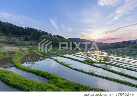 Otsuki Kazuni的Okayama_露台水稻梯田 37046279