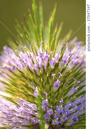 teasel, closeup of the flower teasel, closeup of the flower 37047347