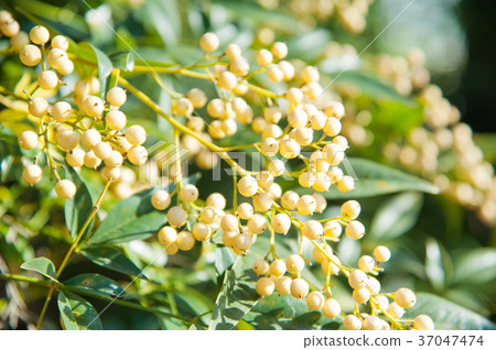 White Nanten　 37047474
