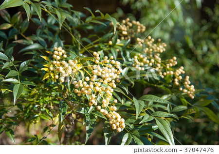 白南天》 白南天》 37047476