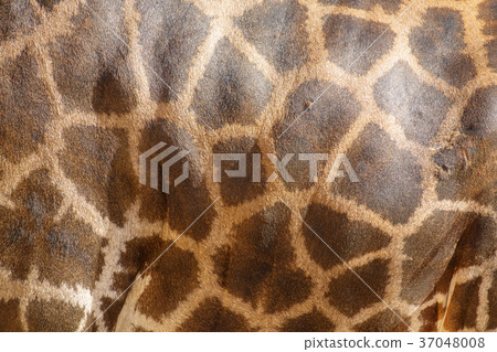 giraffe skin texture closeup 37048008