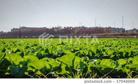 Lettuce plantation close-up against the city 37048009