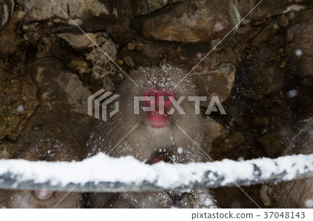 jigokudani yaen kouen 37048143