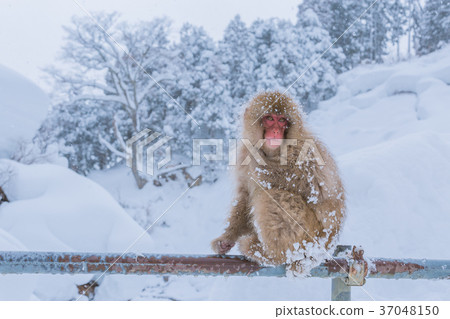 Nihonzaru Nihonzaru 37048150