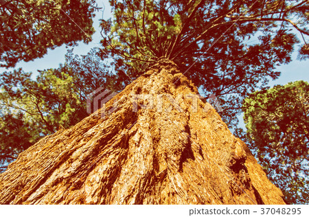 Sequoia redwoods tree - Sequoiadendron giganteum Sequoia redwoods tree - Sequoiadendron giganteum 37048295