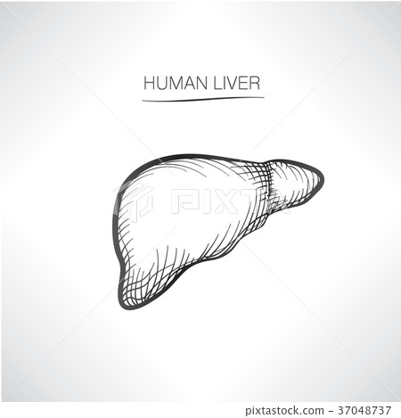 Human liver Internal organ anatomy Medical icon - Stock Illustration ...