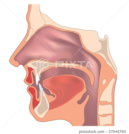 Nose, throat anatomy Human organ. Medical sign Nose, throat anatomy Human organ. Medical sign 37048760