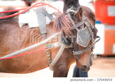 Close up of horse heads with clydesdale  37049059