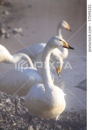 Lake Kussharo in Hokkaido, swans in the smoke, Lake Kussharo in March Lake Kussharo in Hokkaido, swans in the smoke, Lake Kussharo in March 37049281